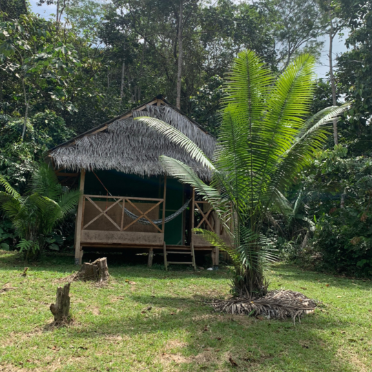 Healing Through Ayahuasca in the Jungle