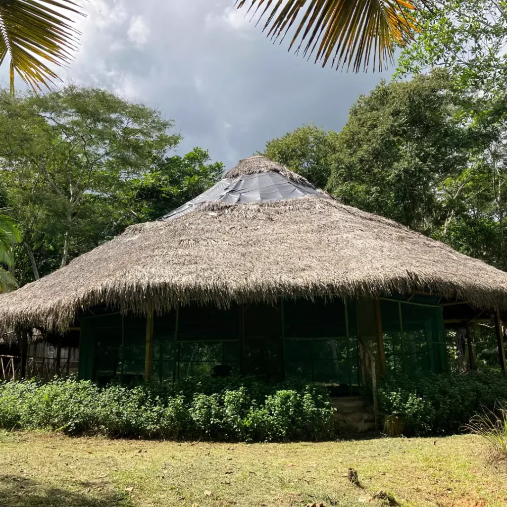 Sacred Ayahuasca Brew Preparation