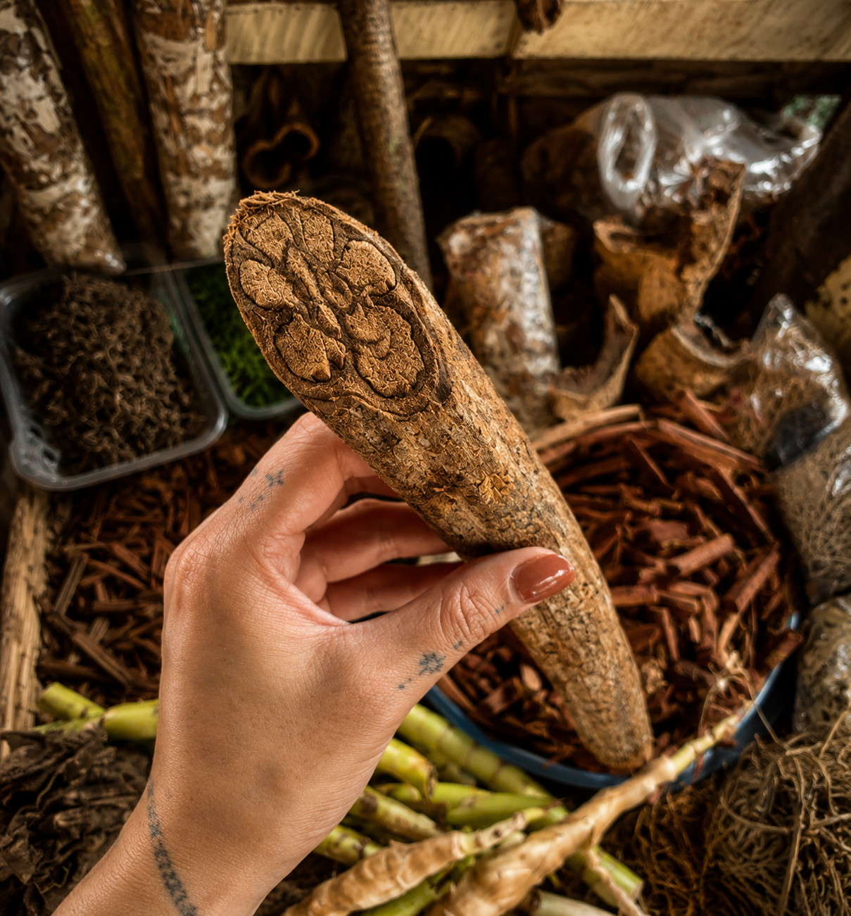 Ayahuasca vine used in traditional Amazonian medicine preparation near Iquitos Peru