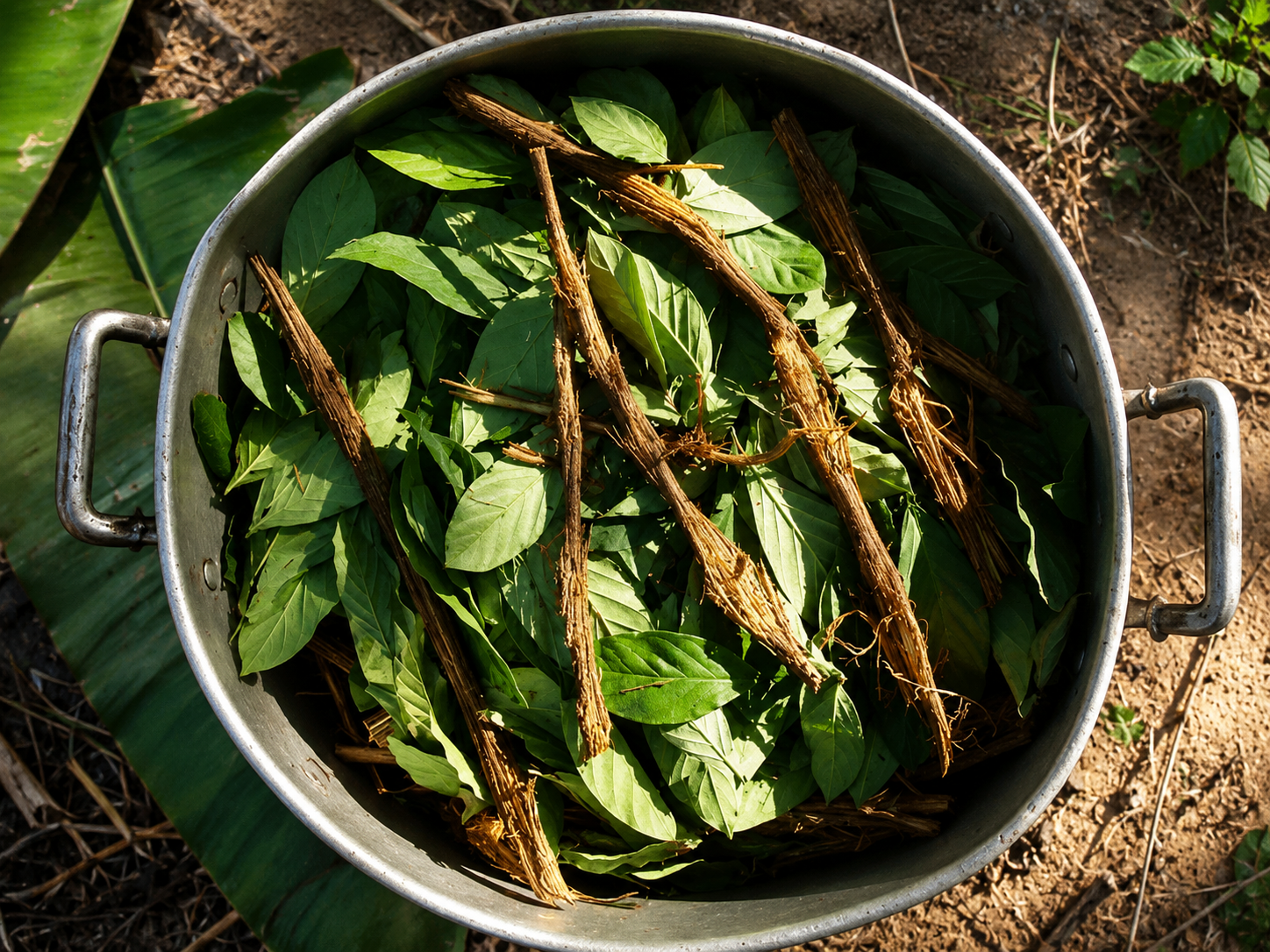 Ayahuasca vine and leaves prepared in a pot before traditional cooking in the Amazon jungle near Iquitos Peru