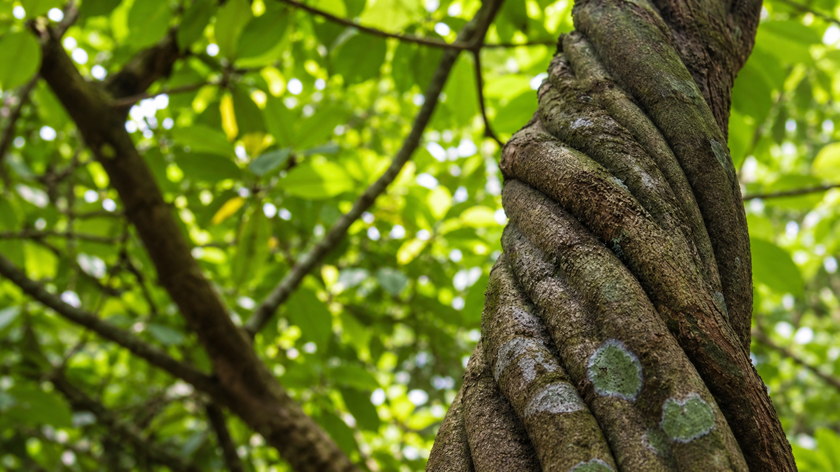 Living ayahuasca vine growing in the Amazon jungle near Iquitos Peru